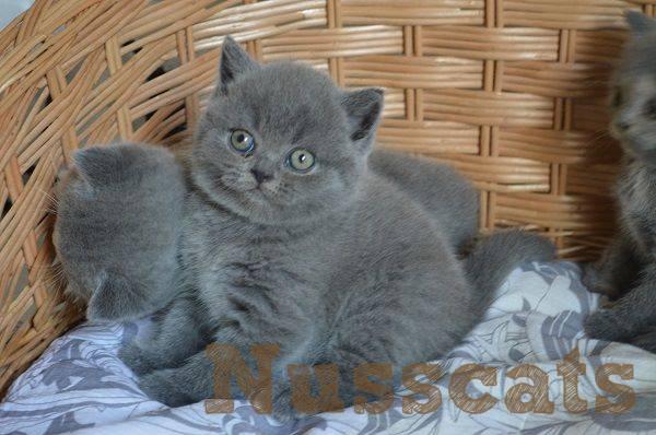 Zuchtkater Hitclif - Britisch Kurzhaar (BKH) - Katzen Züchter - Nusscats